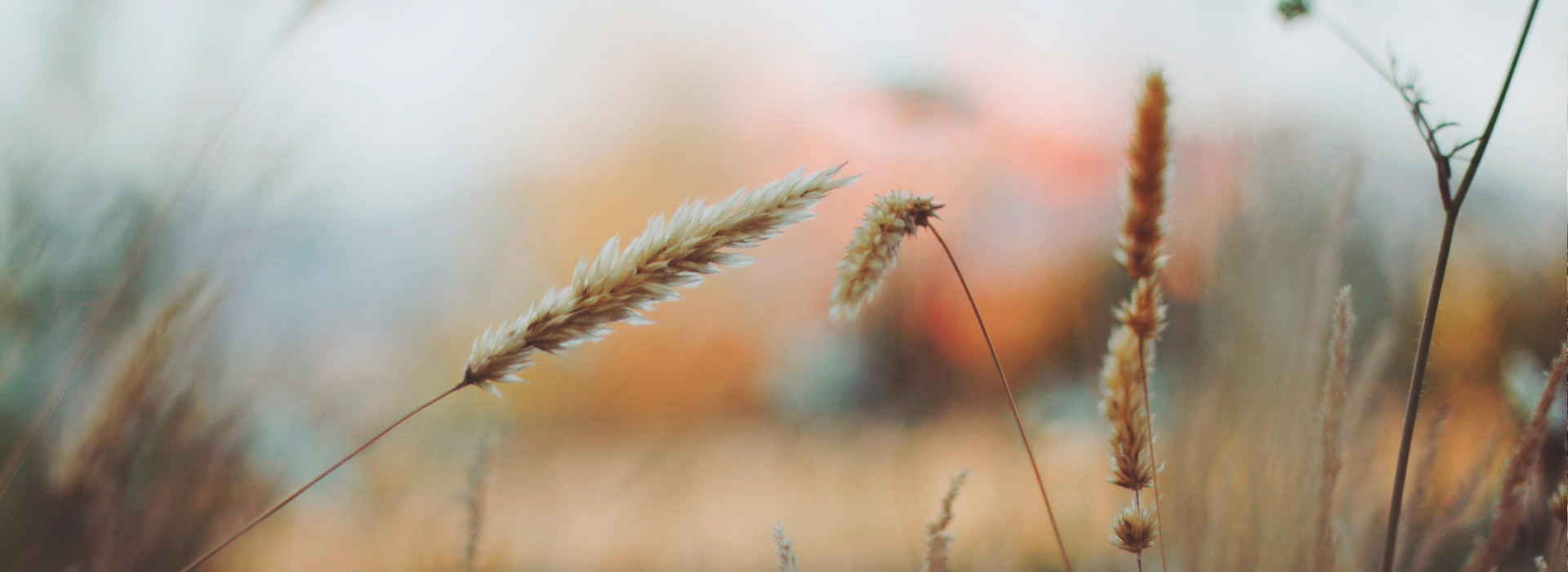 云呼免费网络电话